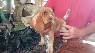 8 week REDTICK BEAGLE LUCY on her big adoption day [upl. by Ehcnalb]