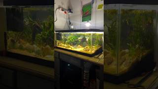 Building the 20 gallon tank aquascape [upl. by Strawn]