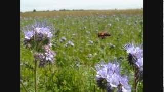 Pszczoły Facelia błękitna Bees Lacy phacelia [upl. by Grete]