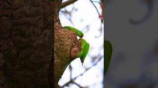 Rose Ringed Parakeet [upl. by Faunie246]