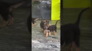 Subscribe for more videos like this puppy cutepuppy cute cuteanimal cutepet sugarlover pets [upl. by Akenor]