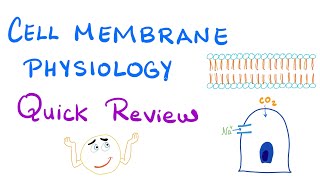 Cell Membrane Physiology  Quick Review  Physiology Series [upl. by Ferneau]