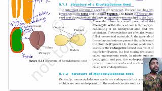 Morphology of flowering plants part 6  The Fruit  The Seed  Chapter 5 class 11 Biology NCERT [upl. by Lamprey28]