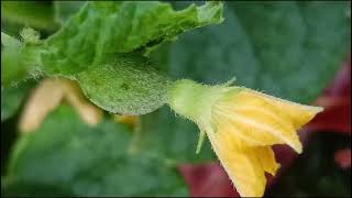 Citrullus lanatus Cucurbitaceae familynature trending flowers garden flora [upl. by Sneed102]