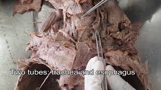 Thyroid gland  Dissection [upl. by Rep88]