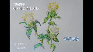 【色鉛筆】白い紅花（ベニバナ）を描いてみた。 [upl. by Itagaki]