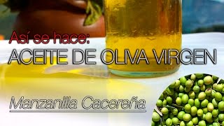 Asi se hace Aceite de oliva virgen Extremadura  How its made Virgin olive oil [upl. by Vada]