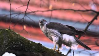 Goshawks courtship display [upl. by Yarahs]