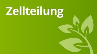 Zellteilung  Biologie  Biologie der Zellen [upl. by Schwartz218]