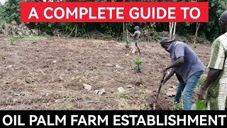 Complete Guide To Oil Palm Farm Establishment Operations [upl. by Havener]