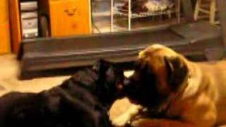 English mastiff rottweiler making out [upl. by Gaves]