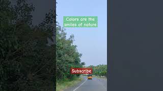 Colors are the smiles of naturetrending song movie music ytshorts colortone happycolors [upl. by Ettegroeg]