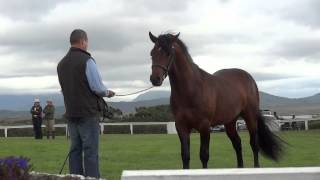 Roundstone Connemara Pony Show [upl. by Onida]