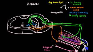 Clinical neuroanatomy of the deep tendon reflexes [upl. by Ahsiekan]