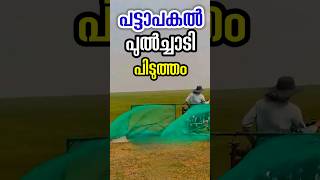 ബൈക്ക് കൊണ്ട് പുൽച്ചാടി പിടുത്തം grasshoppers catching motobikes malayalam shorts [upl. by Edaj]