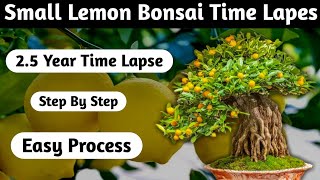 Lemon Bonsai Time lapse Step By Step [upl. by Herrah]