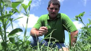 Boosting Alfalfa Yield with Teffgrass [upl. by Aihsilat]