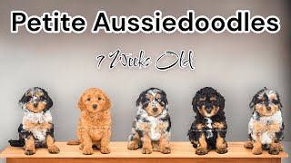 Petite F1b Aussiedoodle Puppies Are 7 Weeks Old  ShaeXPickles [upl. by Enail984]