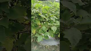 The Ultimate Guide to Brinjal Farming Fertilizer Tips [upl. by Claudianus]