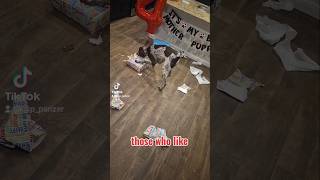 those who like German Shorthaired Pointer GSP 🤔🙃🐶new shorts ytshorts viral viralshorts [upl. by Reppep]