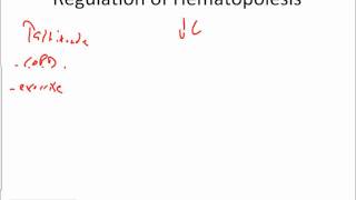 Hematopoiesis and Erythropoiesis [upl. by Yumuk]