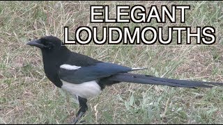 Blackbilled Magpies NARRATED [upl. by Henrieta984]