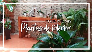 Tour por mis plantas de interior [upl. by Anrym]