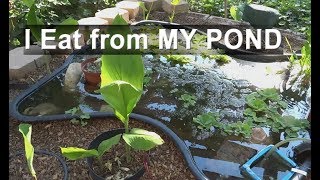 Edible Pond plants Water Celery Food To Grow in Fish Ponds [upl. by Barber]