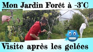 Mon JardinForêt à 3°C  Visite après les gelées [upl. by Nauqaj977]