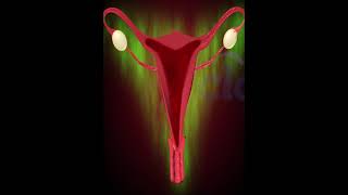 Menstrual Cycle or Period 3D Animation [upl. by Valiant475]