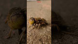 Hoverfly  Iphone16 macro video grd46 mobilephotography iphonecameratest [upl. by Yetnruoc319]