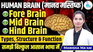 Human Brain🧠मानव मस्तिष्क  Nervous system in hindi [upl. by Renckens]