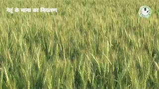 Control of Phalaris Minor in Wheat  गेहूं के मामा का नियंत्रण [upl. by Vernice]