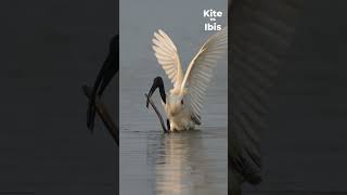 Animal Face Off  Brahminy Kite Vs Blackheaded Ibis  Nikon Z6III  Encounter [upl. by Armstrong52]