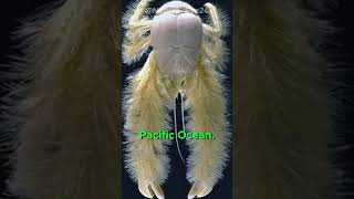 Meet The Furry Clawed Crab short shorts shortvideo interestinganimals yeticrab [upl. by Quartis]