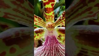 Spectacular orchids and bromelias exposed in the Salao de Botanica do Jd Botanico de SP nature [upl. by Noeled]