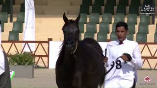 N98 SALMA WABEL  Saudi Breeders Cup  2nd Edition  Fillies 3 Years Old Class 3 [upl. by Drof]