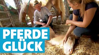 Erst kuscheln dann reiten Mit Pferden durchs Kleine Wiesental [upl. by Yeroc]