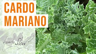 Cardo mariano Silybum marianum [upl. by Laurette]