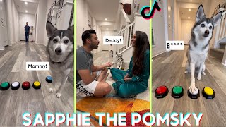 Sapphie the Pomsky Funny Dog Tik toks 2023  Best sapphiethepomsky Tik tok Videos [upl. by Marci]