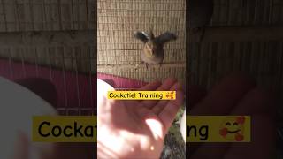 Cockatiel Training Time 💯 [upl. by Uriia901]