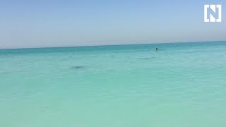 Dolphins visit Abu Dhabis Saadiyat Island [upl. by Yael]