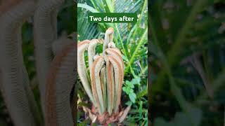 palm plant in summer ⛱️ gardeningyoutube shorts shortfeedpalm plant care [upl. by Loar]