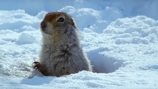 How an Arctic Squirrel Survives Winter  Wild Alaska  BBC Earth [upl. by Hastie397]