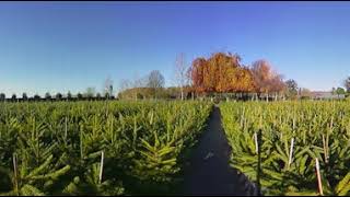 Noël en Bourgogne à la pépinière Naudet  Cest là  en BourgogneFrancheComté 360° [upl. by Ardnekal849]