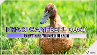 Khaki Campbell Duck Everything You Need To Know [upl. by Siddra]