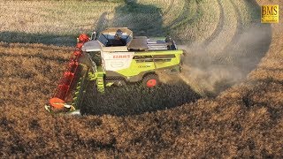 Raps dreschen im Abendlicht  Mähdrescher Claas 770  Trecker John Deere  big combine harvester [upl. by Bouchard]