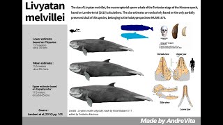 The actual size of Livyatan melvillei [upl. by Yrian501]