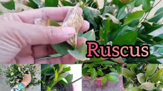 Ruscus Plants Pruning and Care before departing and new propagation [upl. by Ahsiya25]