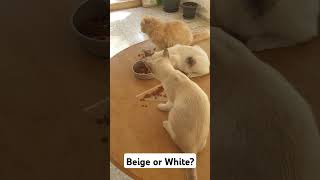 Beige or White cat colors shortsfeed [upl. by Evets910]